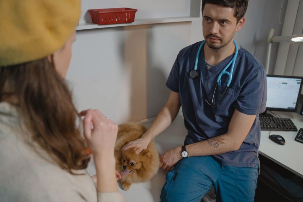 Veterinarian holding down a brown pomeranian while talking with its owner